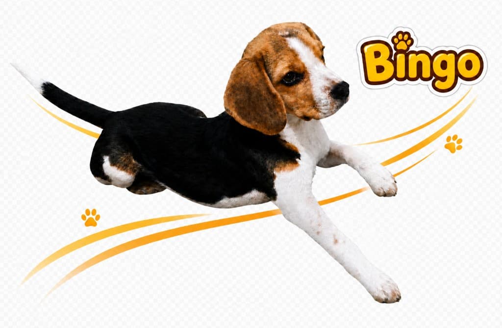 Bingo, a dog at home.